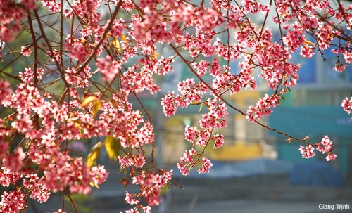 Trees in full bloom in Da Lat City - ảnh 4